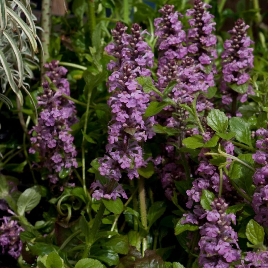 Ajuga reptans Rosea - Kriechender Günsel