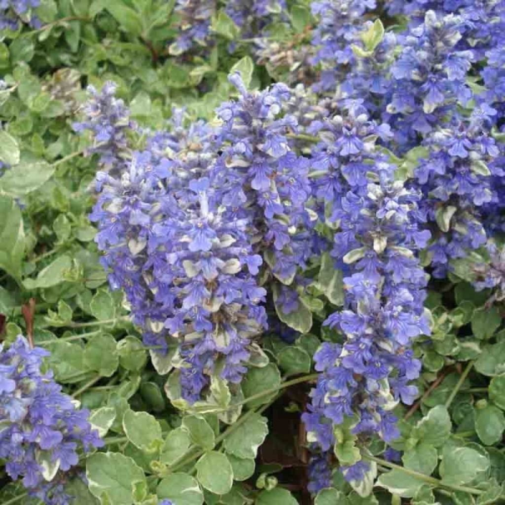 Bugle rampante panachée - Ajuga reptans Variegata