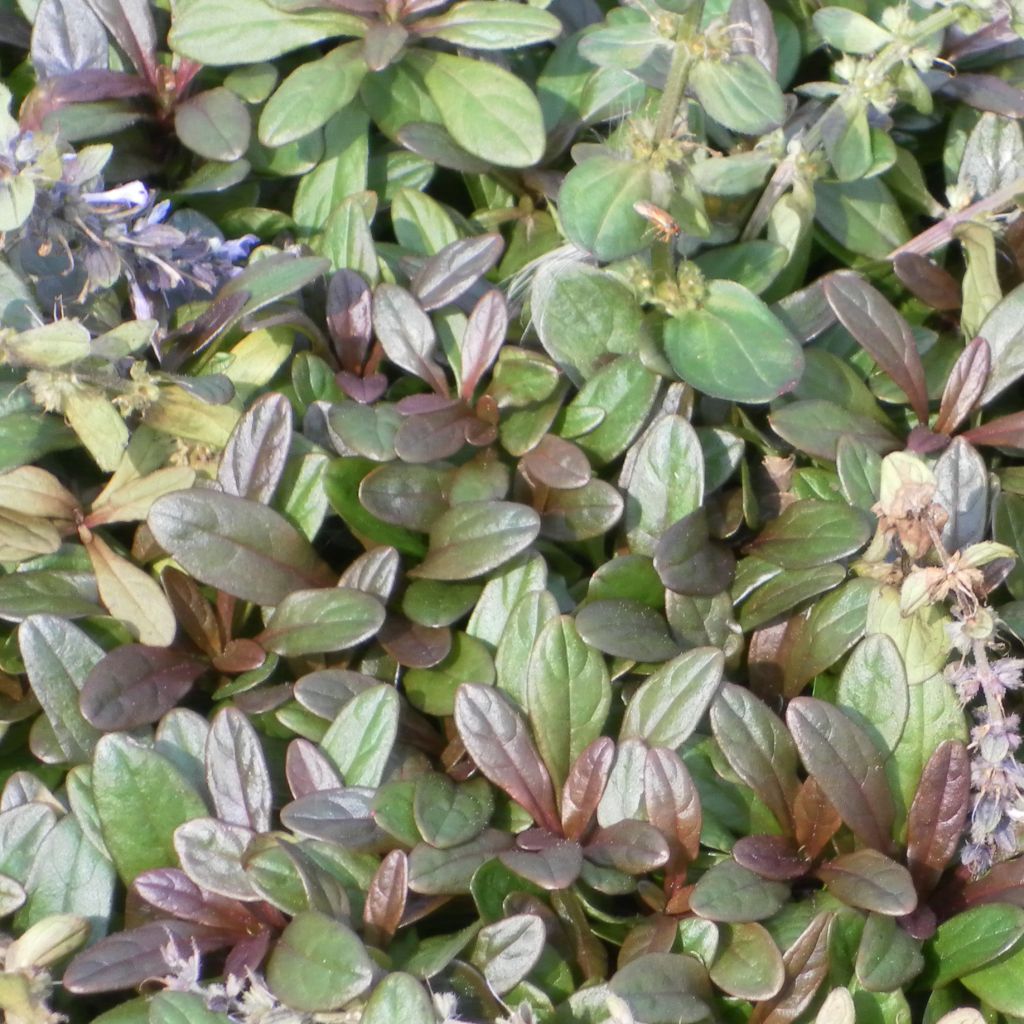 Ajuga tenorii Chocolate Chip (Valfredda) - Bugle rampant