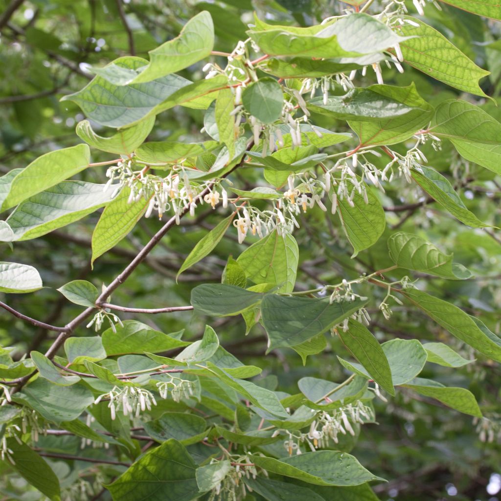 Alangium chinense