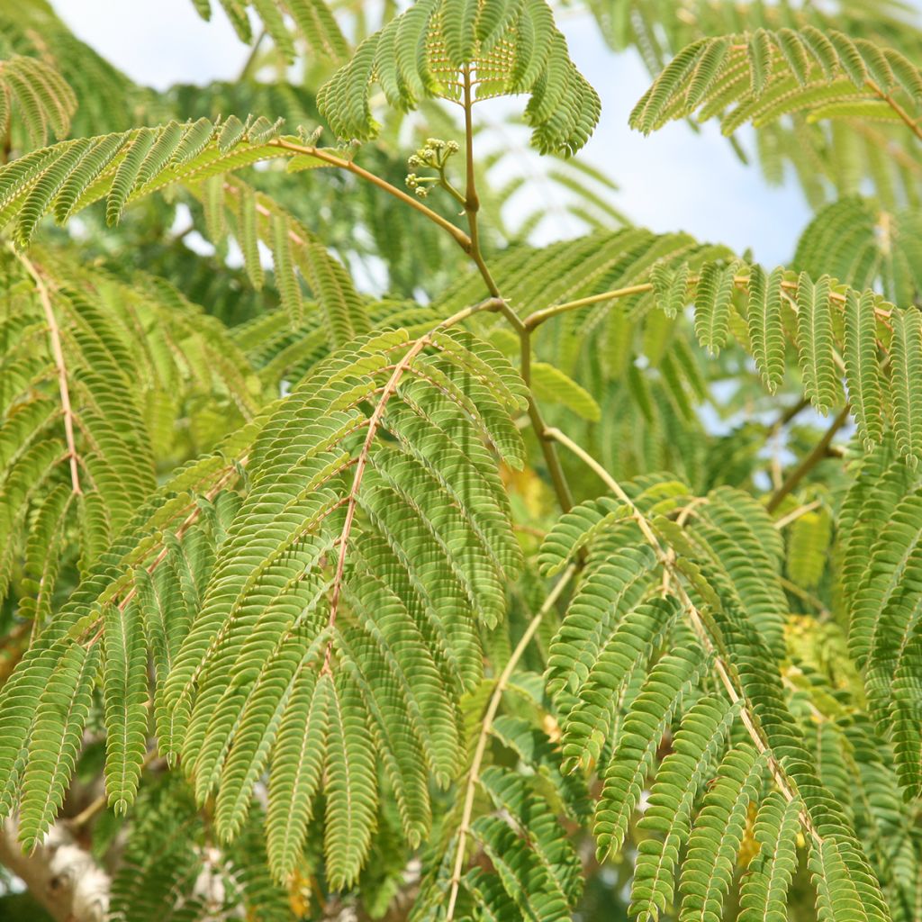 Albizzia julibrissin Ernest Wilson - Seidenakazie