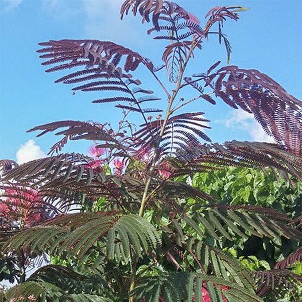 Albizia julibrissin Evey's Pride - Seidenakazie