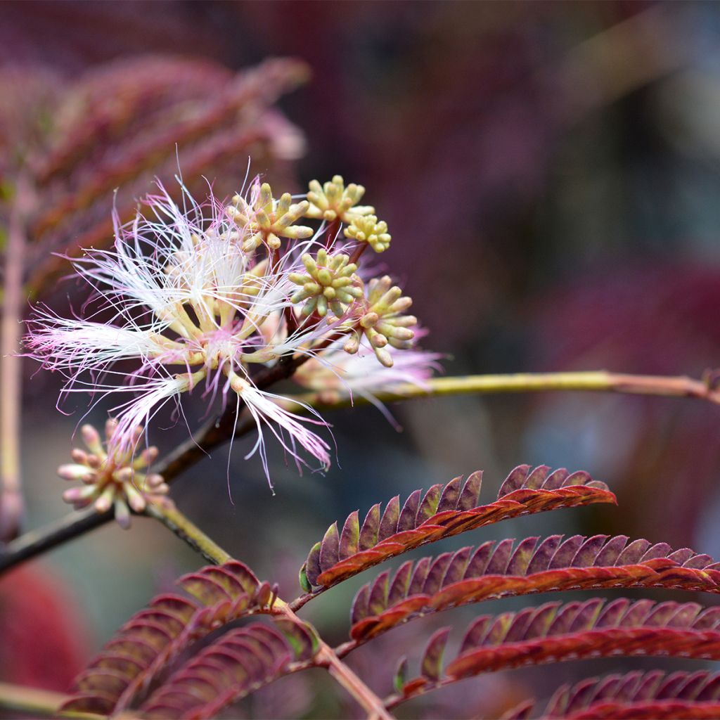 Albizia julibrissin Evey's Pride - Seidenakazie