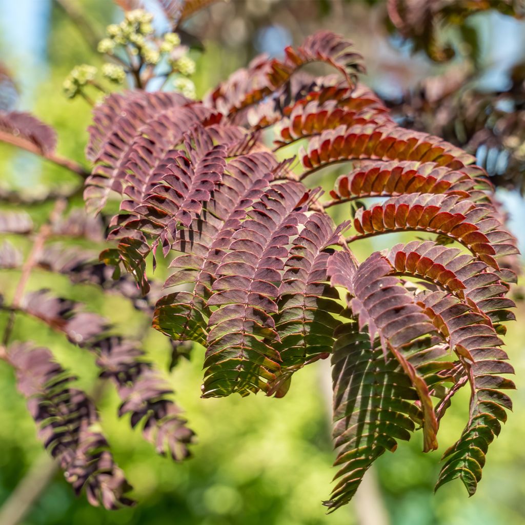 Albizia julibrissin Evey's Pride - Seidenakazie