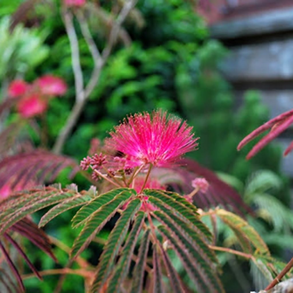 Albizia julibrissin Evi's Purple - Seidenakazie