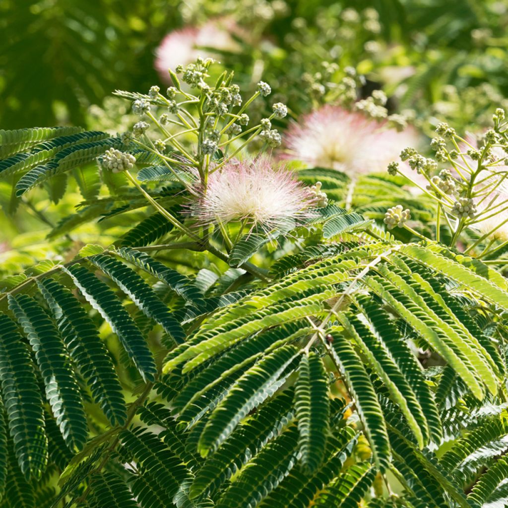 Albizia julibrissin Ombrella - Seidenakazie