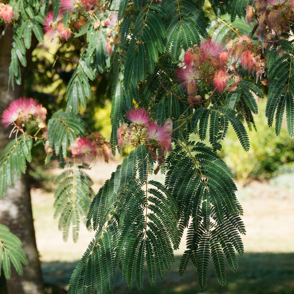 Albizia julibrissin Ombrella - Seidenakazie