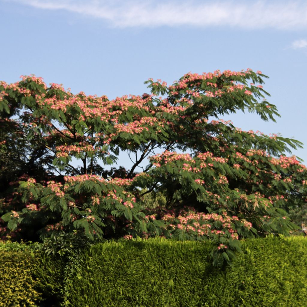 Albizia julibrissin Ombrella - Seidenakazie