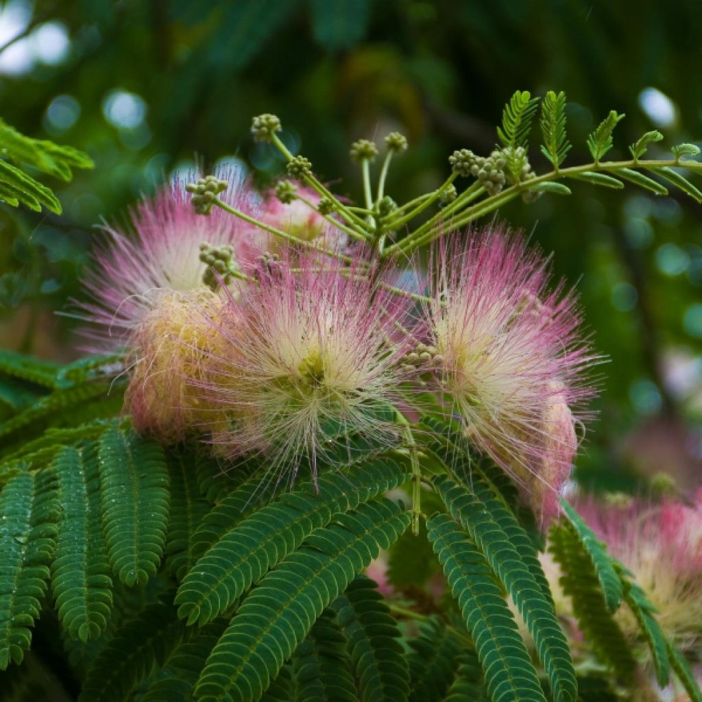 Albizia julibrissin Ombrella - Seidenakazie