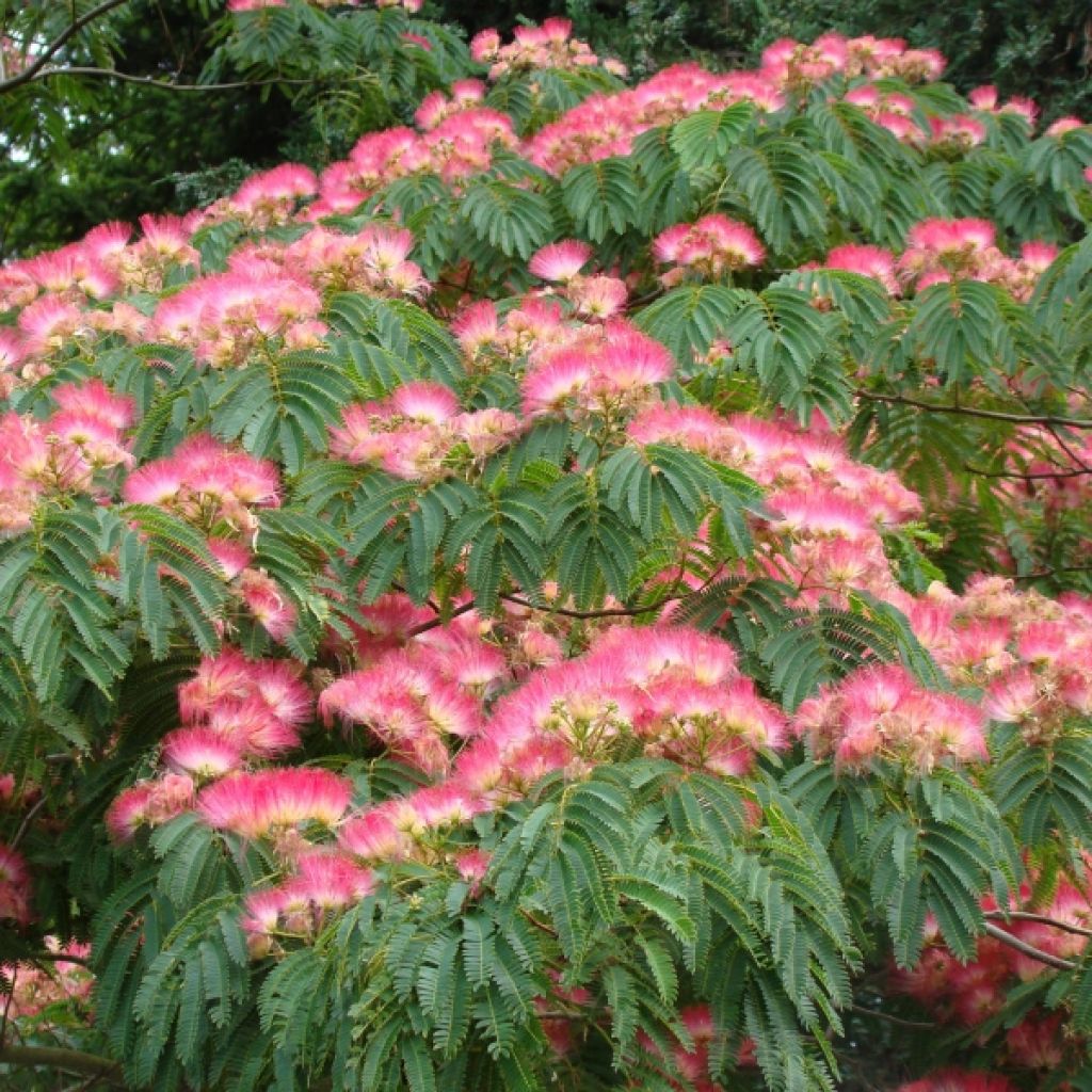 Albizia julibrissin Ombrella - Arbre à soie