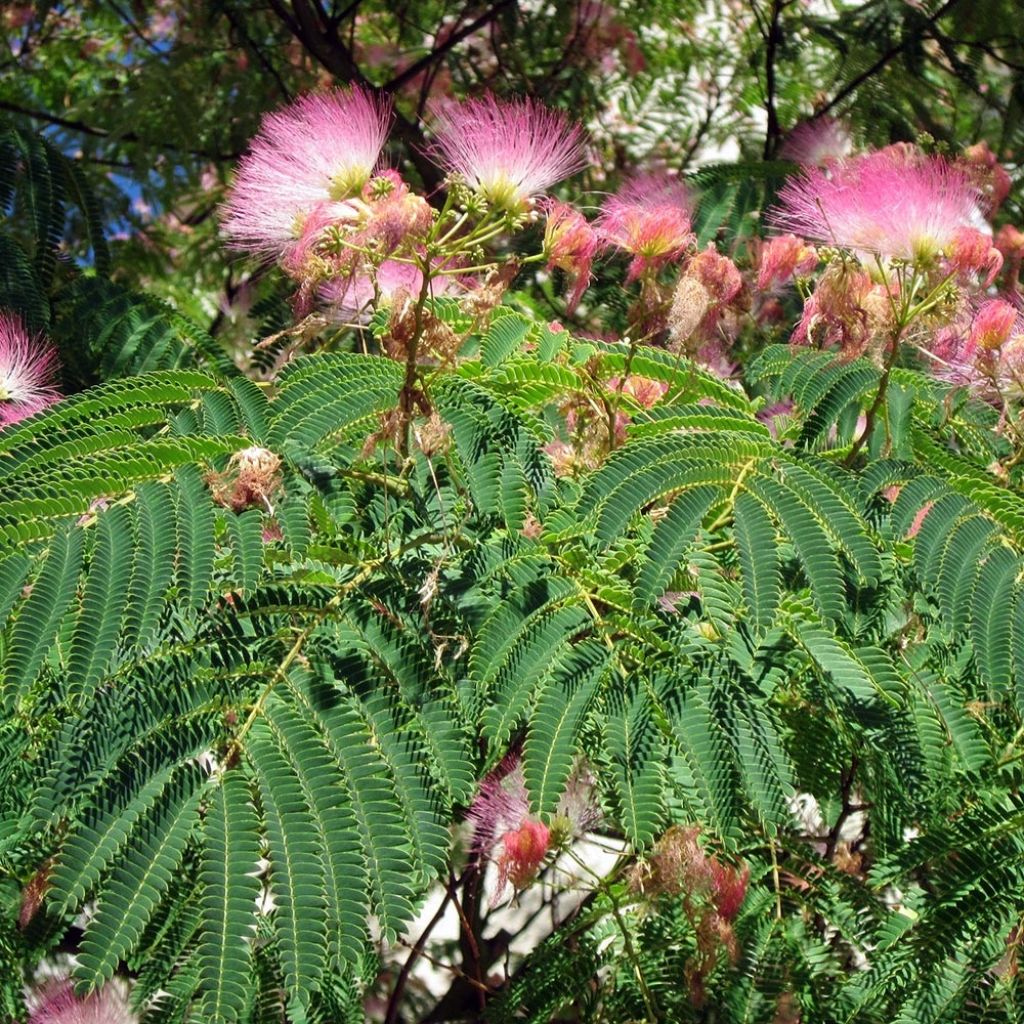 Albizzia julibrissin Rosea - Seidenakazie