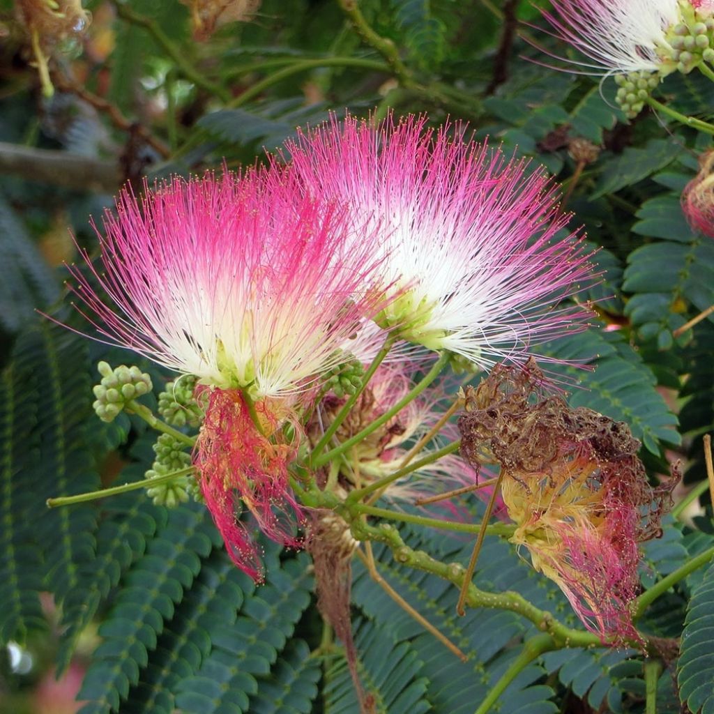 Albizia julibrissin Rosea - Arbre à soie rose