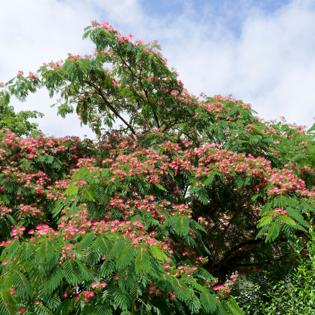 Albizzia julibrissin Rosea - Seidenakazie