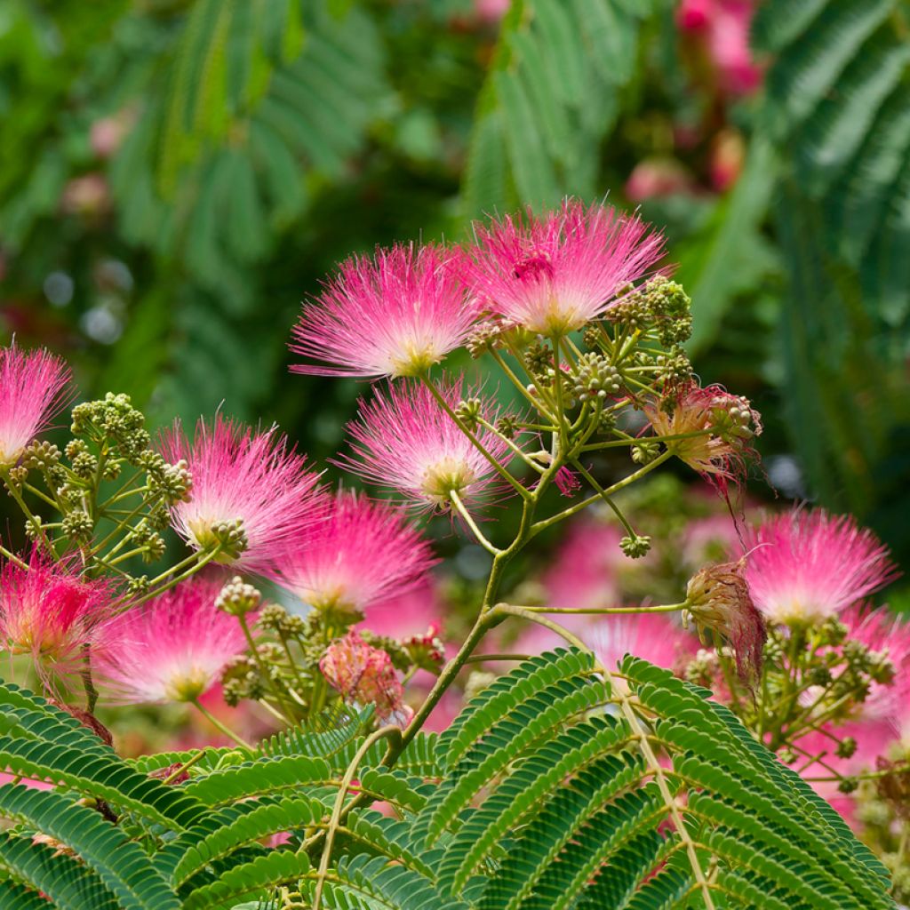 Albizzia julibrissin Rosea - Seidenakazie