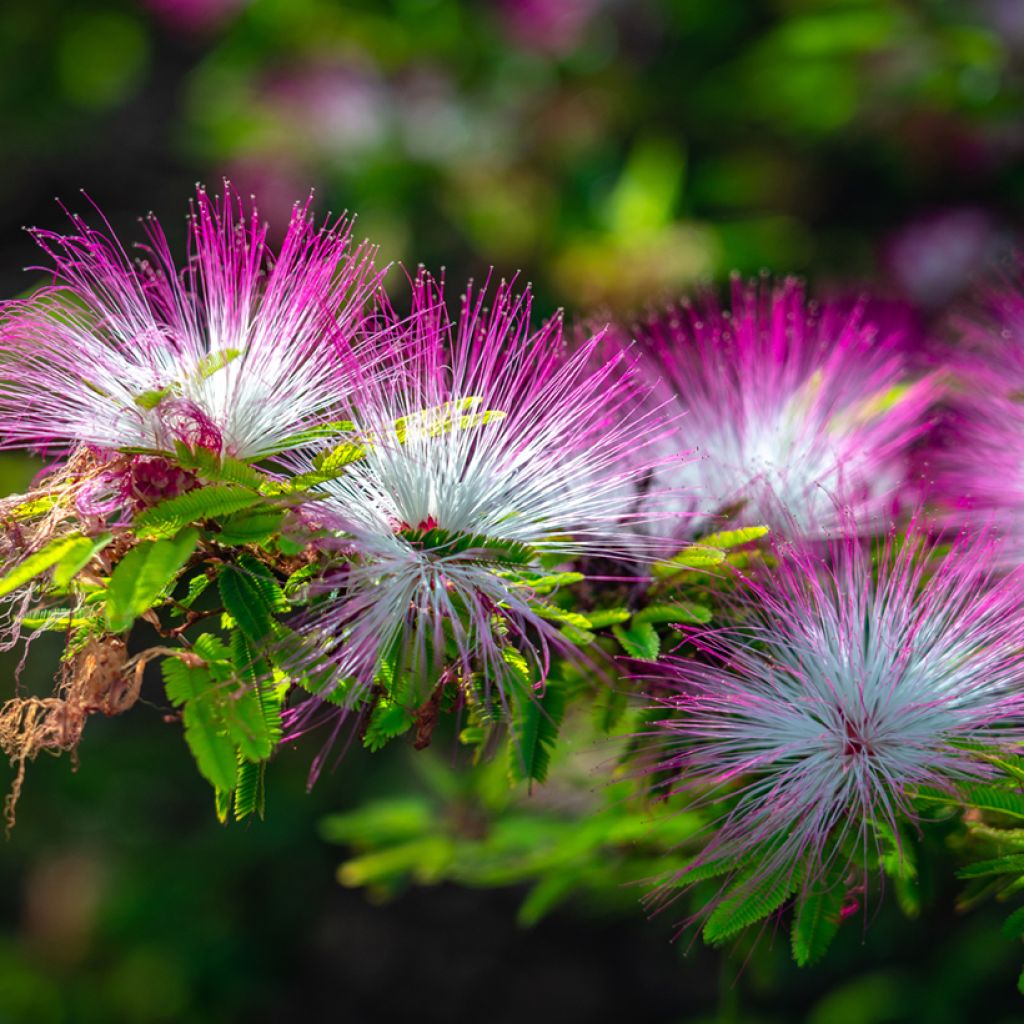 Albizzia julibrissin Rosea - Seidenakazie