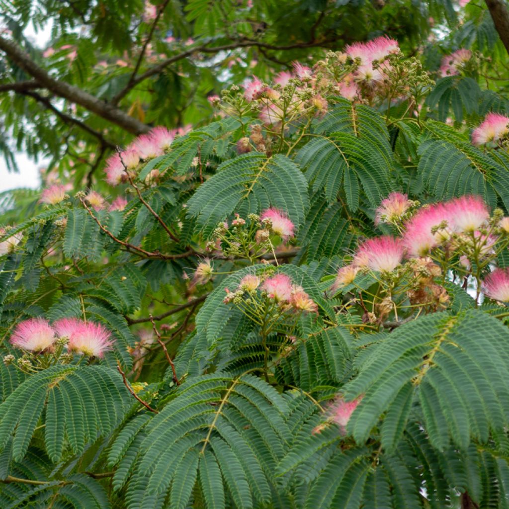 Albizzia julibrissin Rosea - Seidenakazie