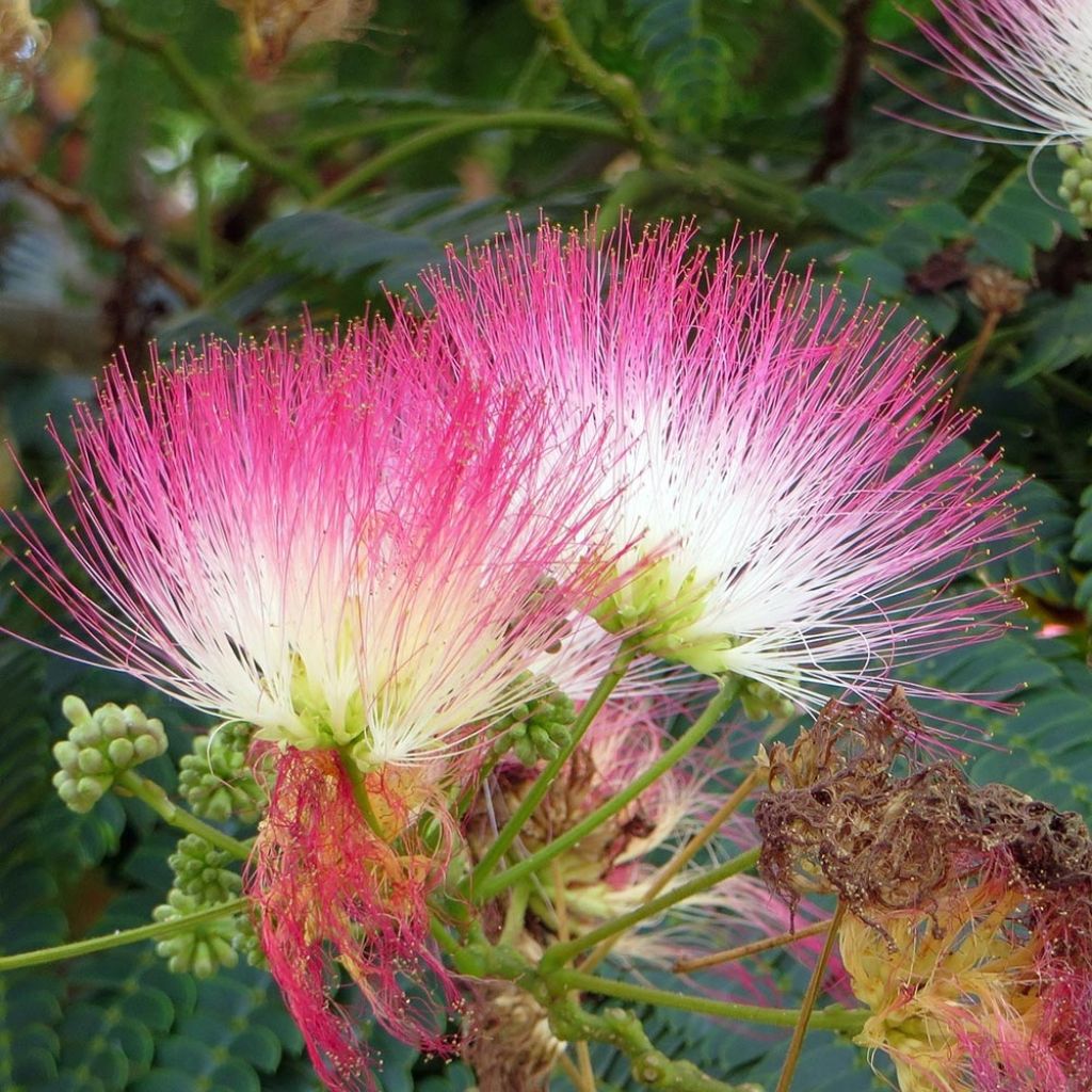 Albizia julibrissin Rouge Selection - Arbre à soie