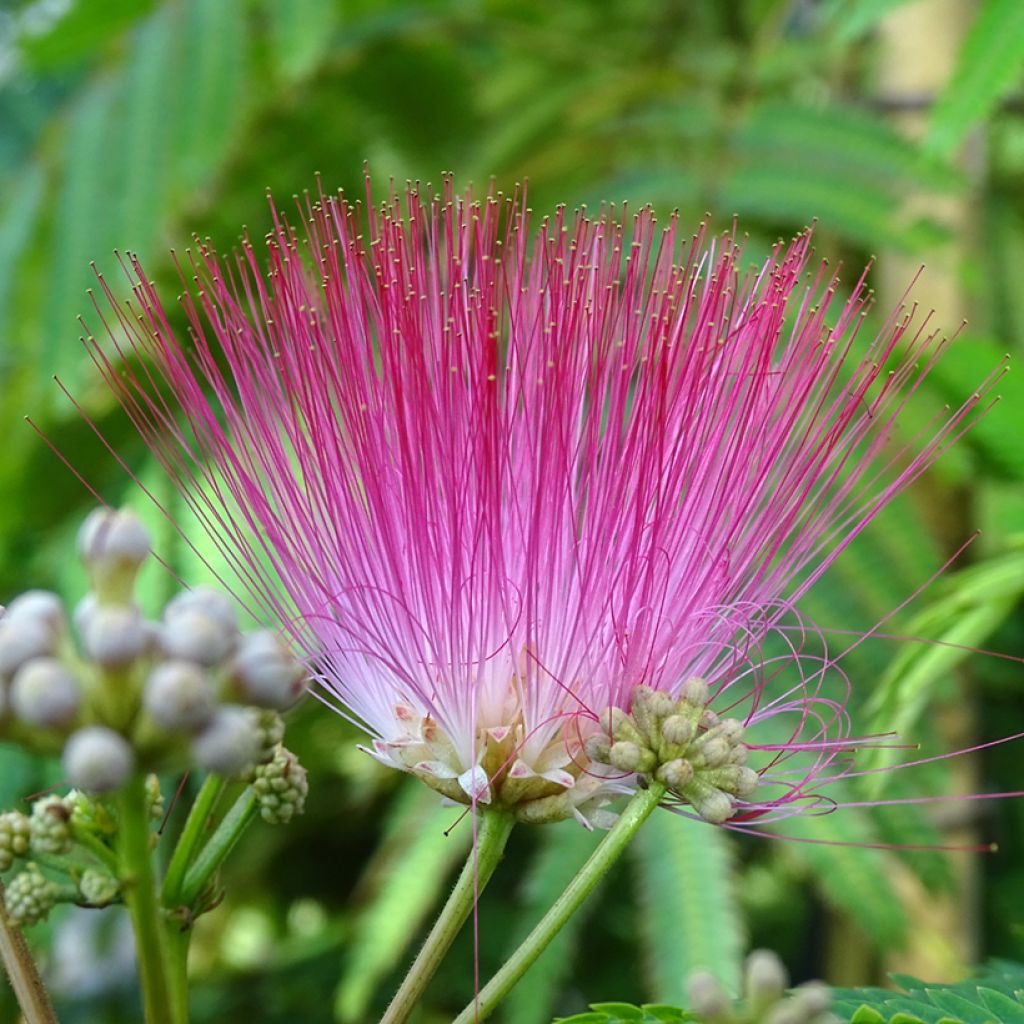 Albizia julibrissin Rouge Selection - Seidenakazie