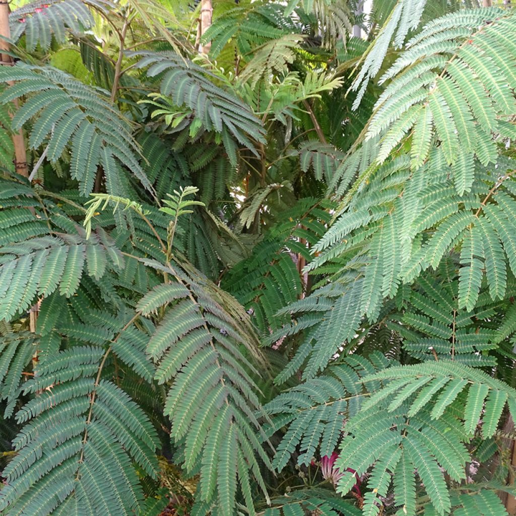 Albizia julibrissin Rouge Selection - Arbre à soie