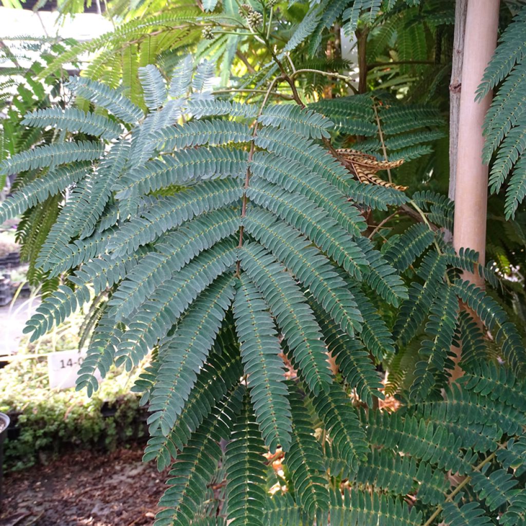 Albizia julibrissin Rouge Selection - Arbre à soie