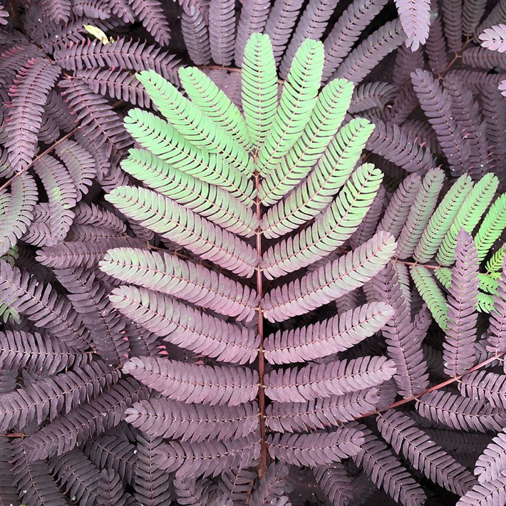 Albizia julibrissin Summer Chocolate - Arbre à soie