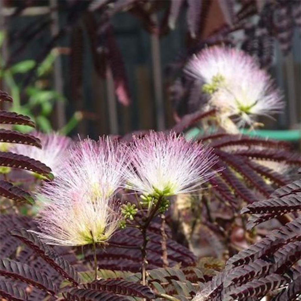 Albizzia julibrissin Summer Chocolate - Seidenakazie