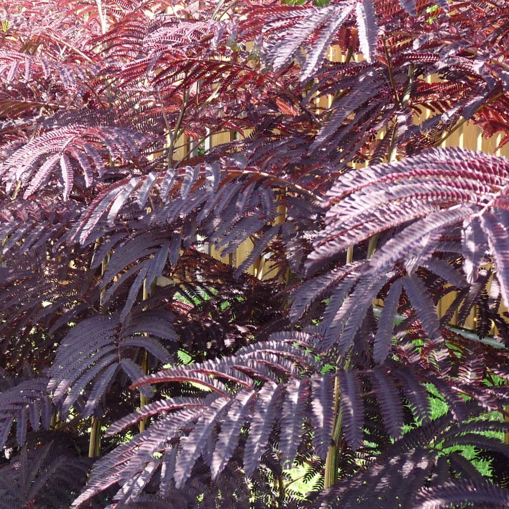 Albizzia julibrissin Summer Chocolate - Seidenakazie