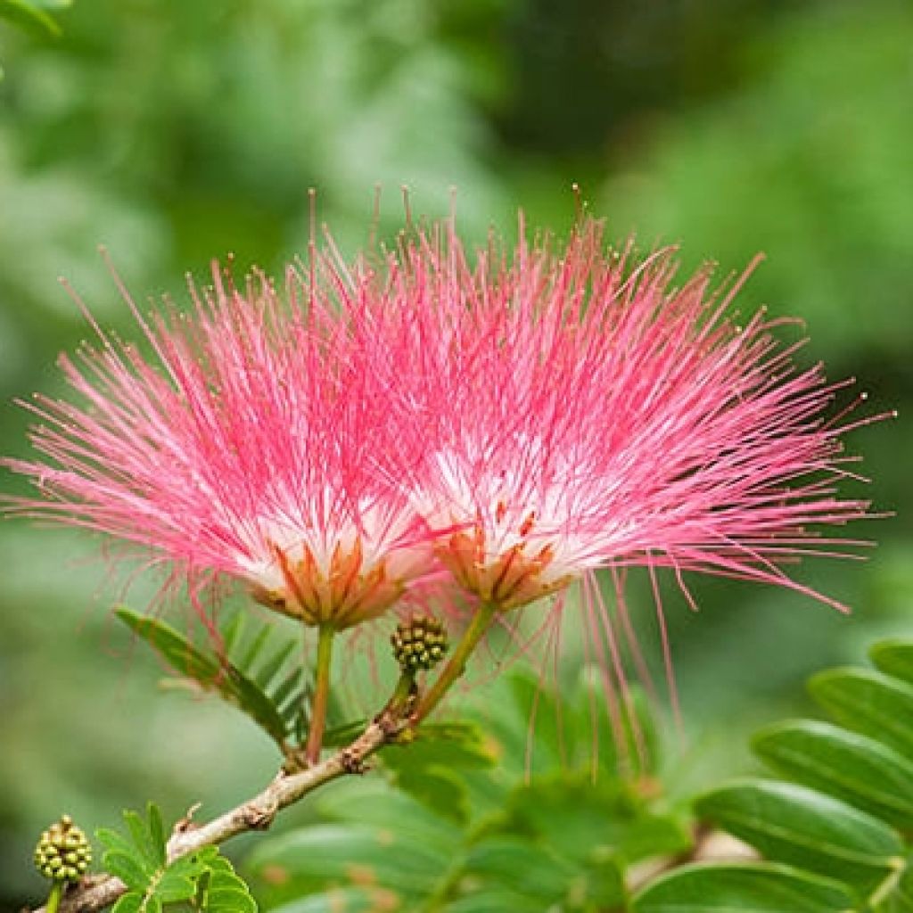 Albizia julibrissin Evi's Purple - Seidenakazie