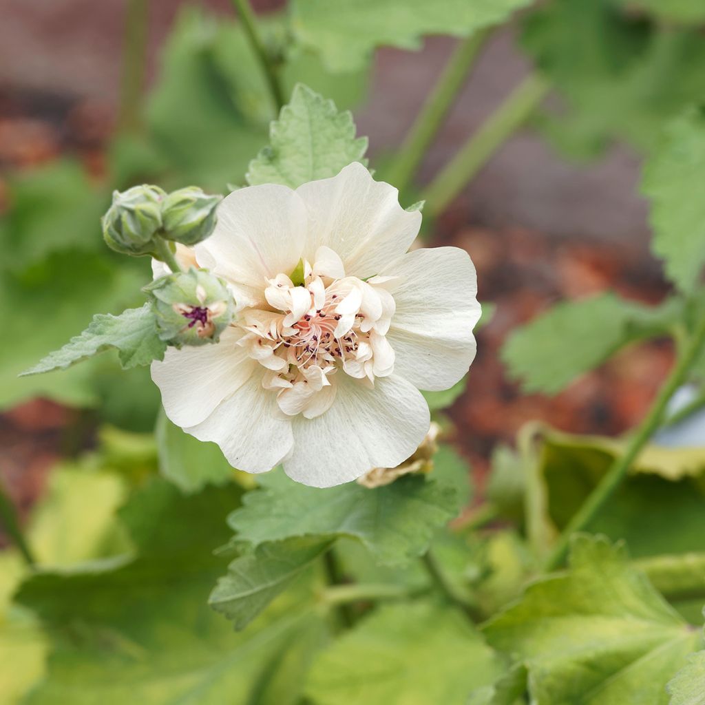 Alcalthaea suffrutescens Parkallee - Halbstrauchige Stockrose