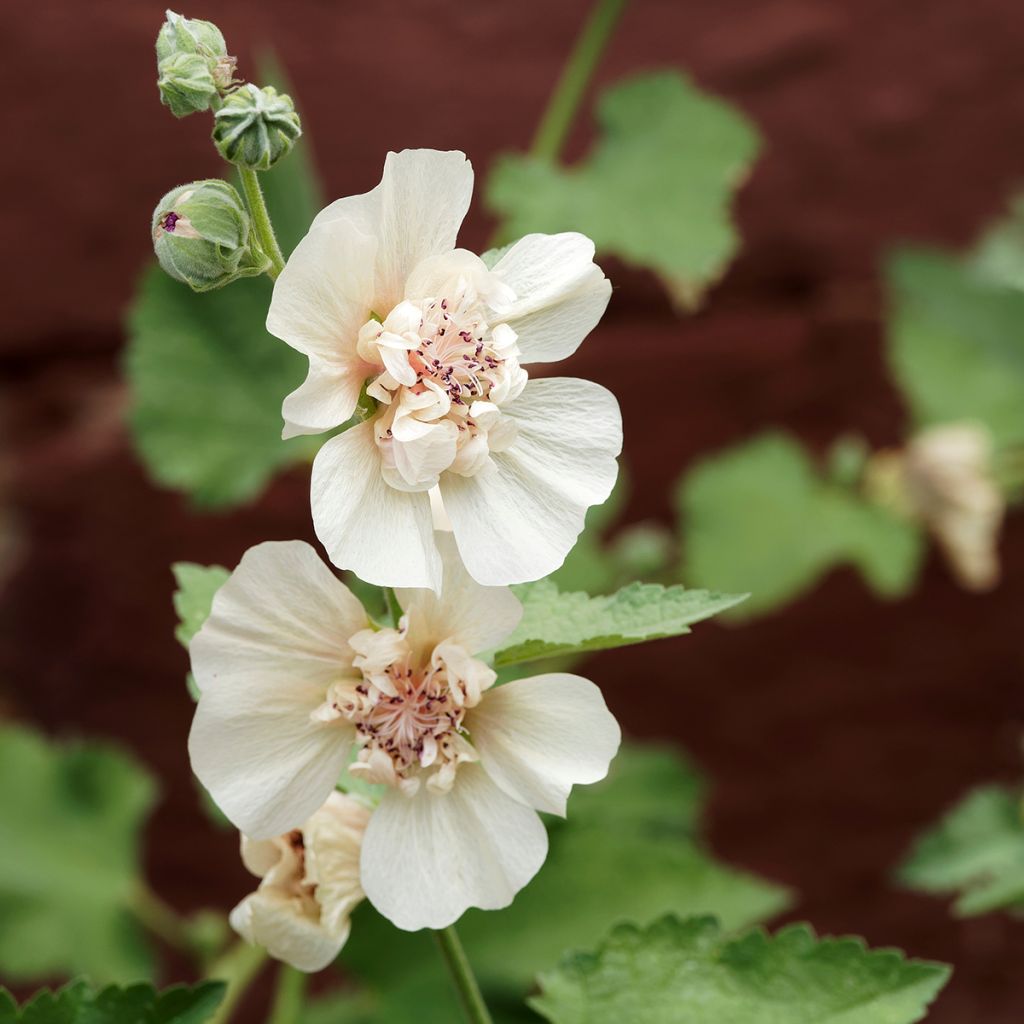 Alcalthaea suffrutescens Parkallee - Halbstrauchige Stockrose