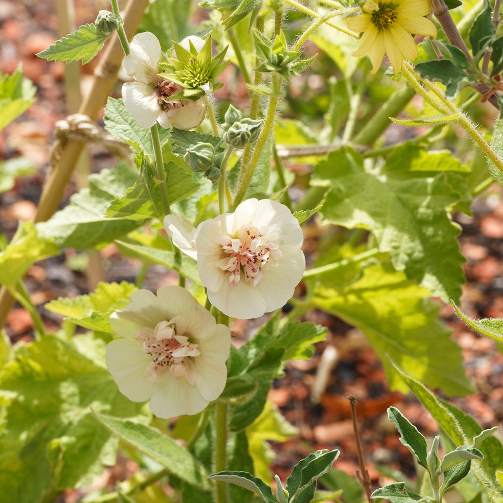 Alcalthaea suffrutescens Parkallee - Halbstrauchige Stockrose