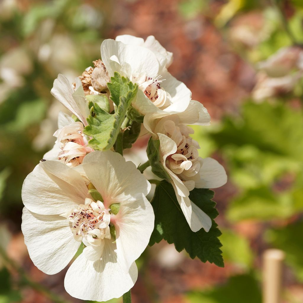 Alcalthaea suffrutescens Parkallee - Halbstrauchige Stockrose