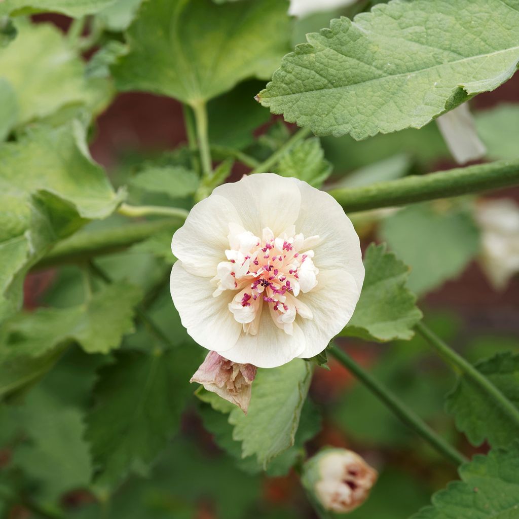 Alcalthaea suffrutescens Parkallee - Halbstrauchige Stockrose