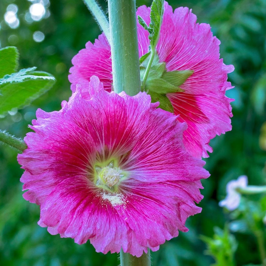 Alcea ficifolia - Feigenblättrige Stockrose