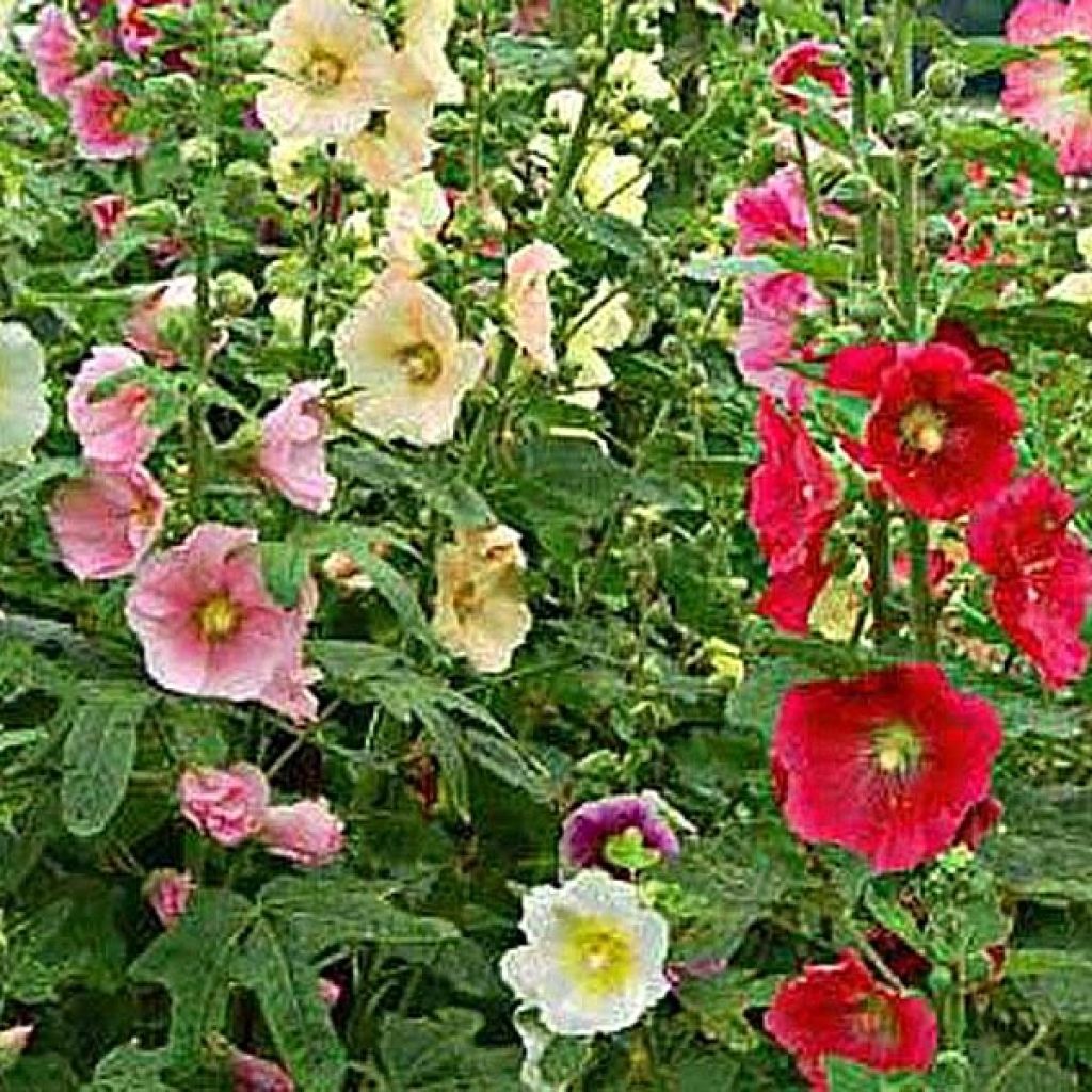 Alcea ficifolia - Rose trémière à feuilles de figuier