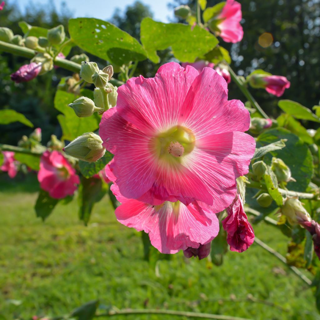 Alcea ficifolia - Feigenblättrige Stockrose