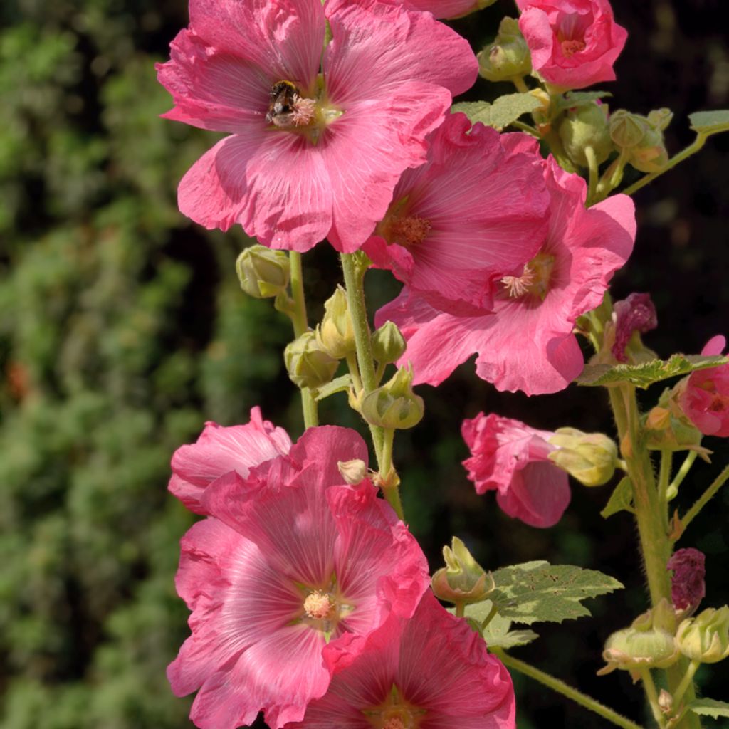 Alcea ficifolia - Feigenblättrige Stockrose