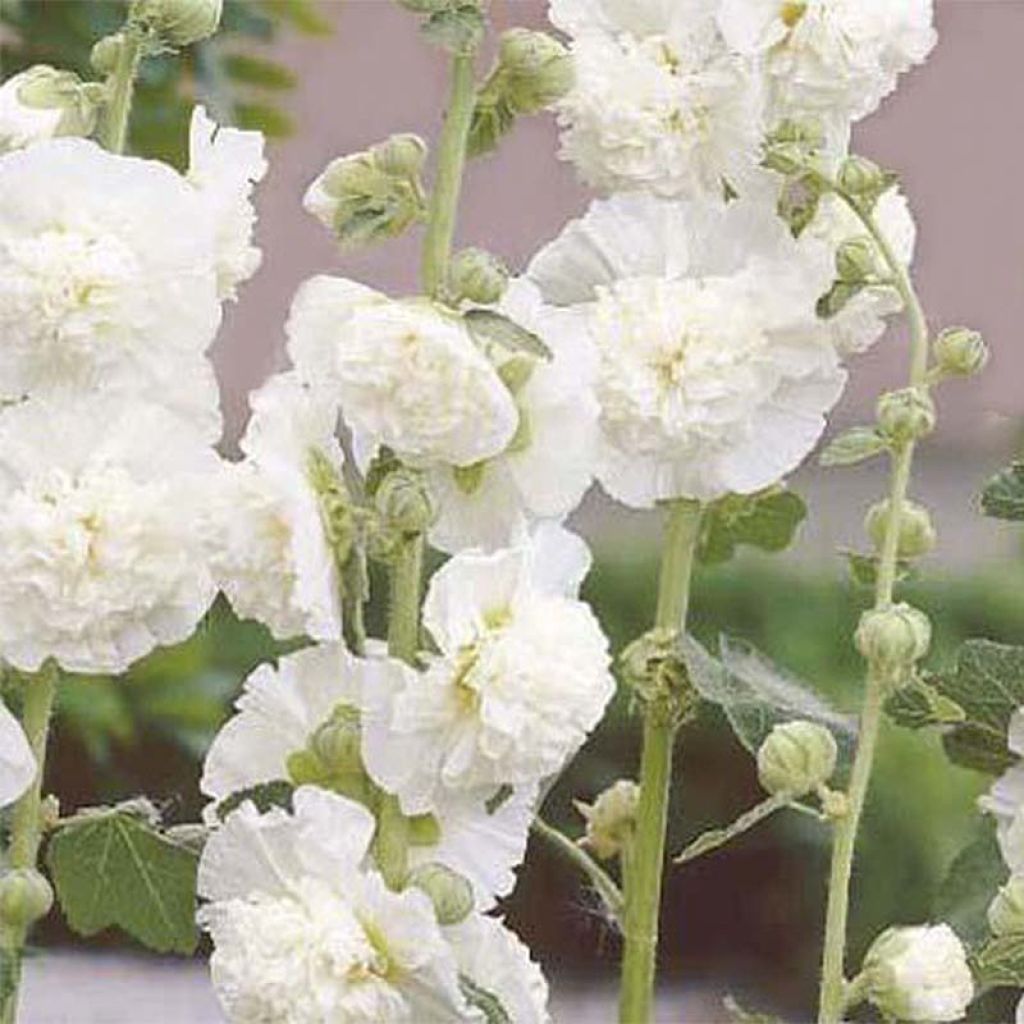 Alcea rosea Chater's Double White - Gewöhnliche Stockrose