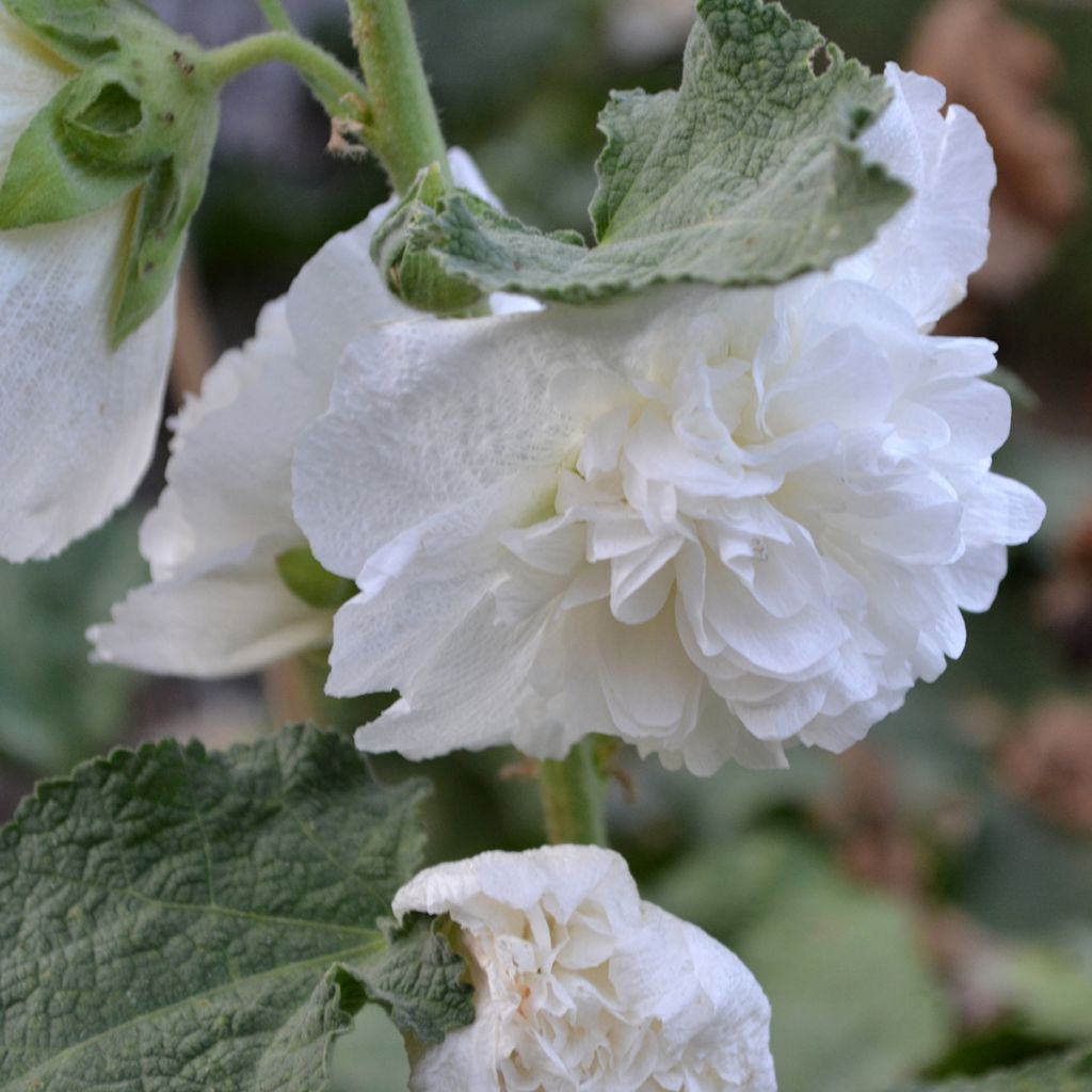 Alcea rosea Chater's Double White - Gewöhnliche Stockrose