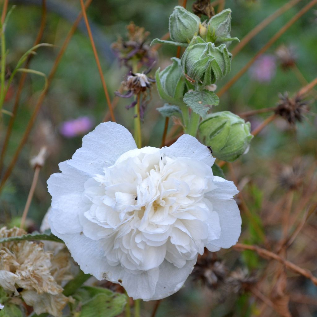 Alcea rosea Chater's Double White - Gewöhnliche Stockrose