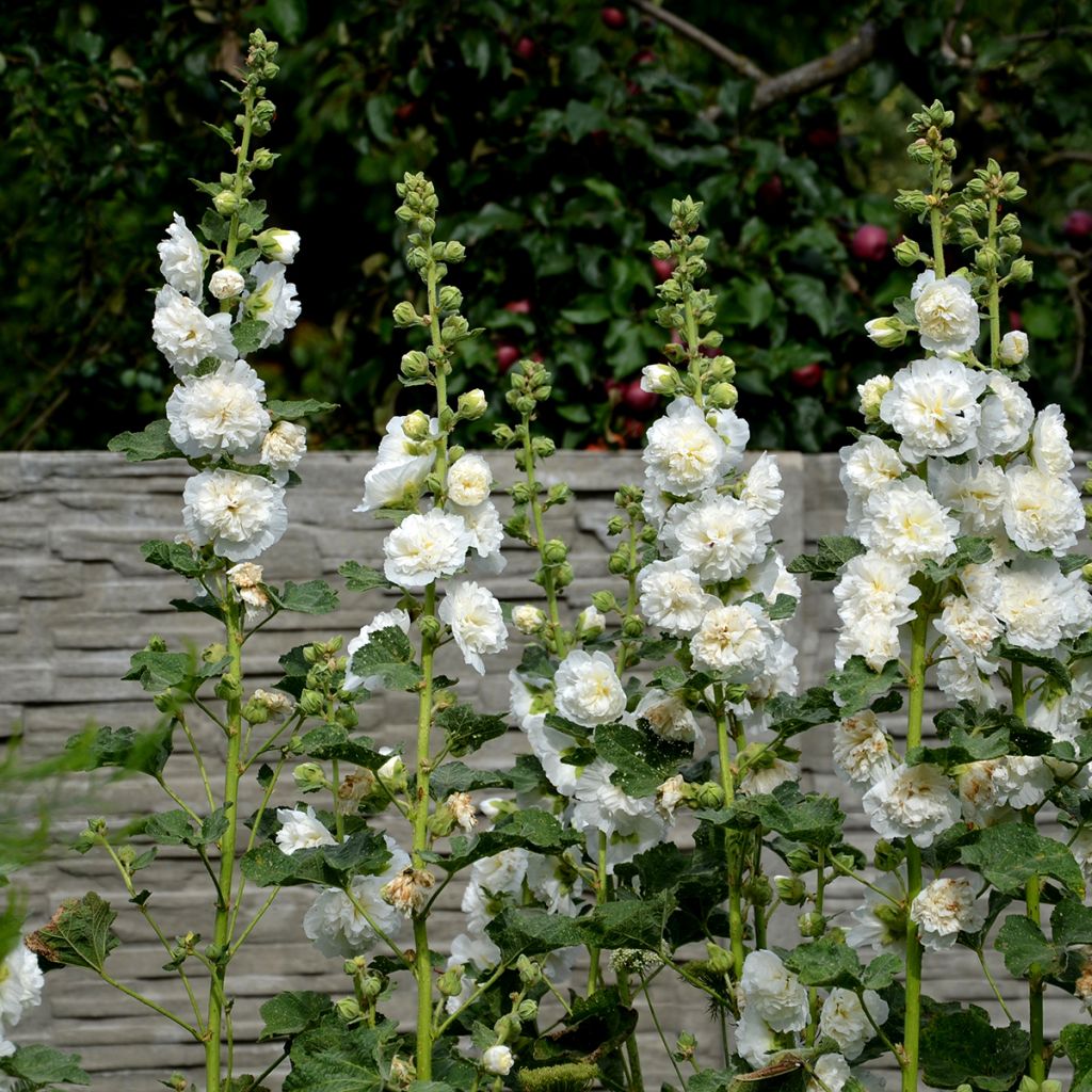 Alcea rosea Chater's Double White - Gewöhnliche Stockrose