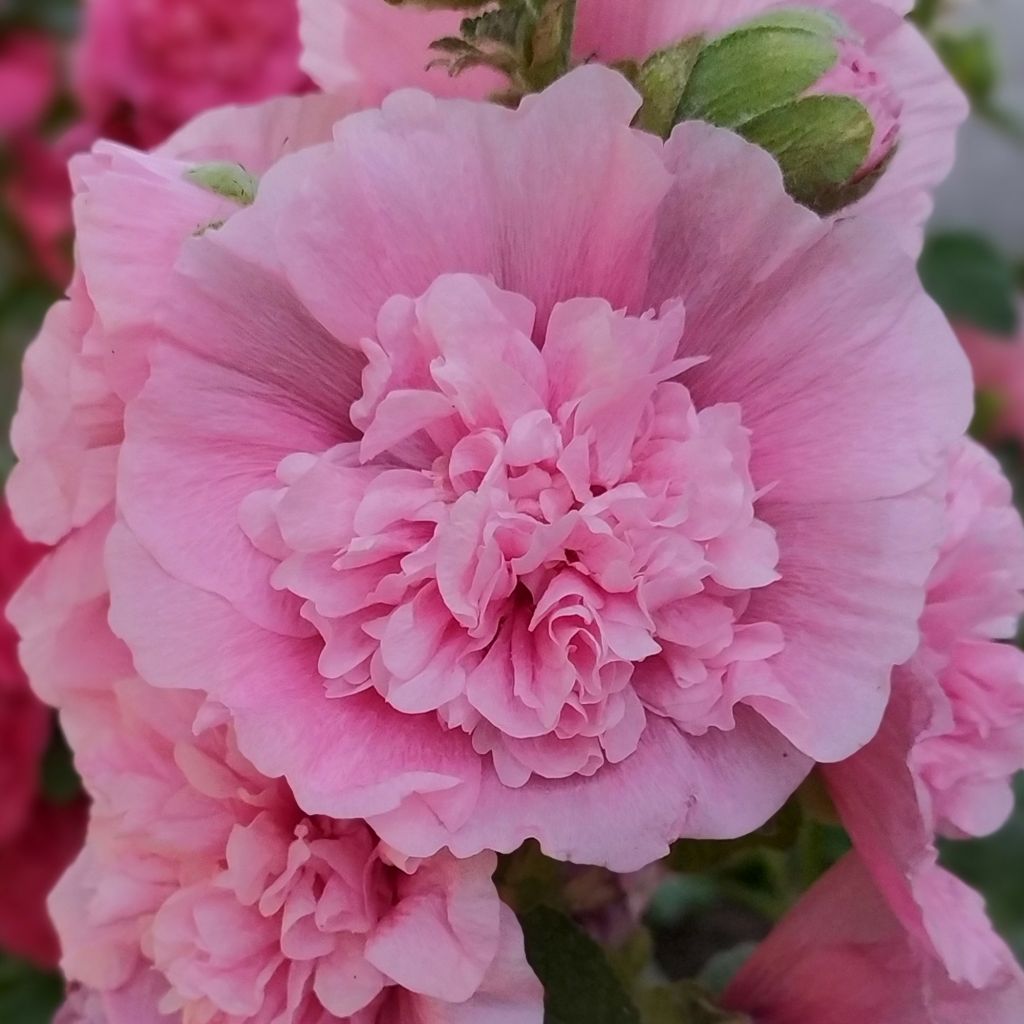 Alcea rosea Appleblossom (Samen) - Gewöhnliche Stockrose