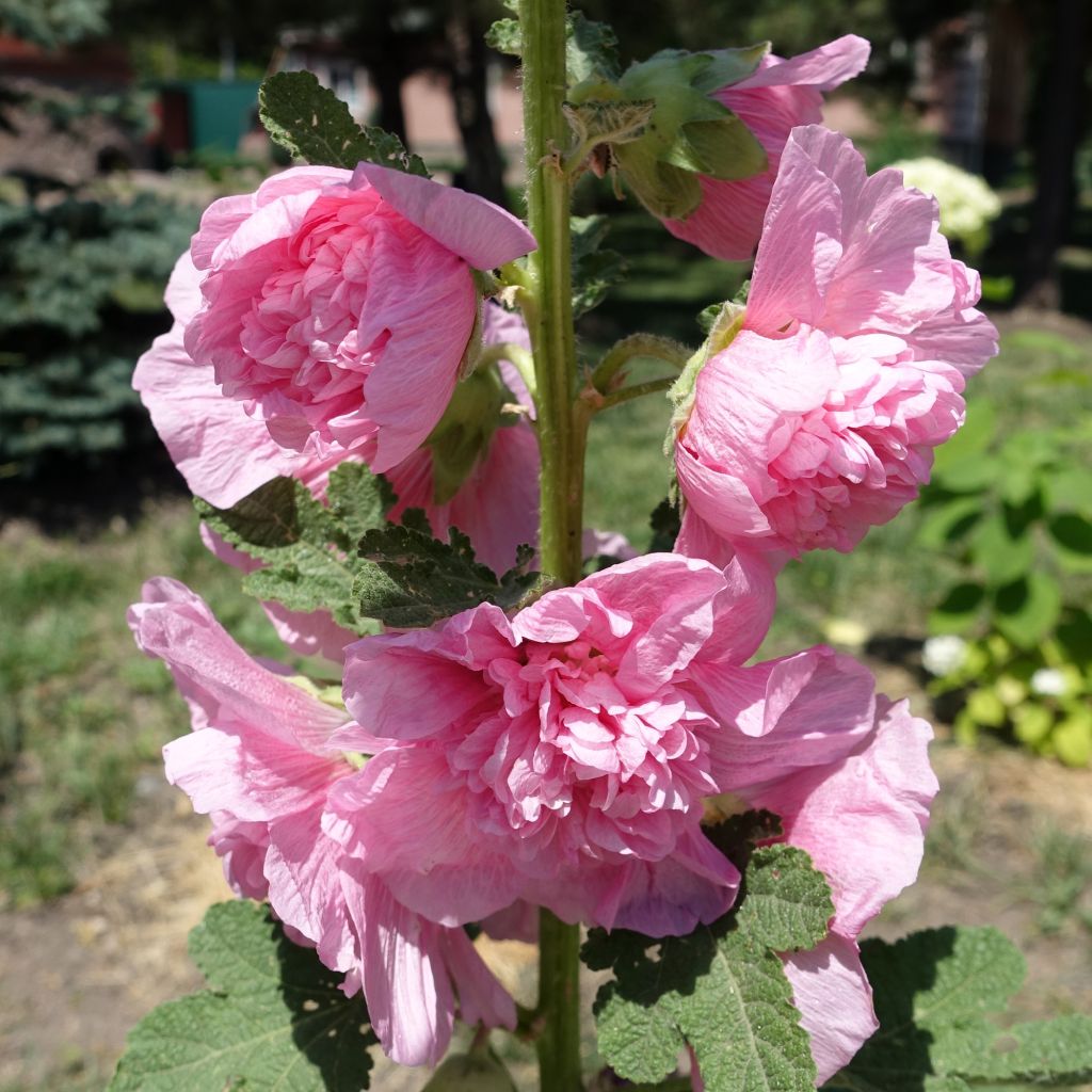 Alcea rosea Appleblossom (Samen) - Gewöhnliche Stockrose