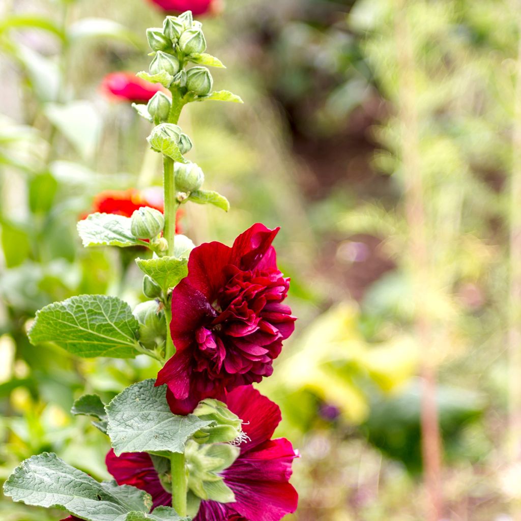 Alcea rosea Chatter's Red - Gewöhnliche Stockrose