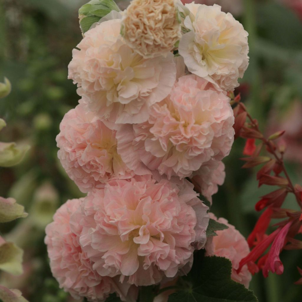 Alcea rosea Chater's Double Salmon - Gewöhnliche Stockrose