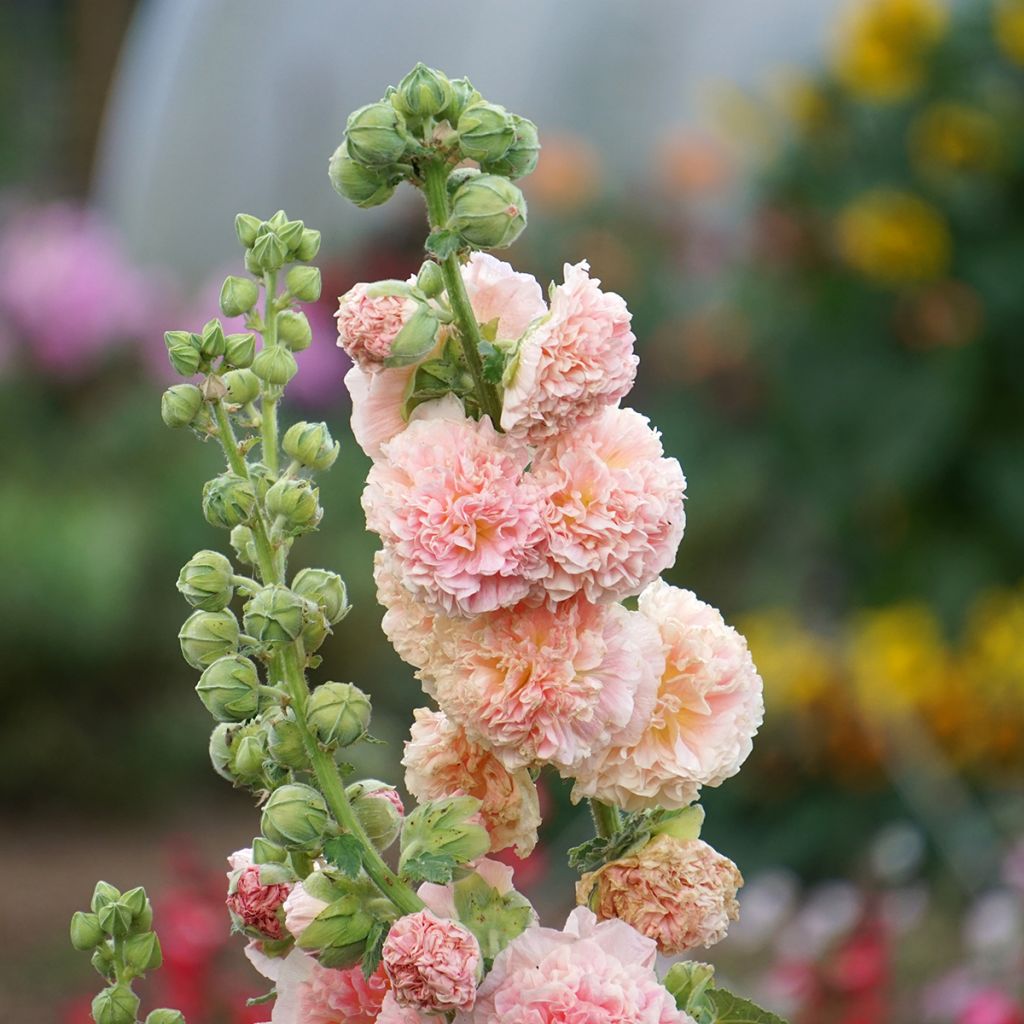 Alcea rosea Chater's Double Salmon - Gewöhnliche Stockrose