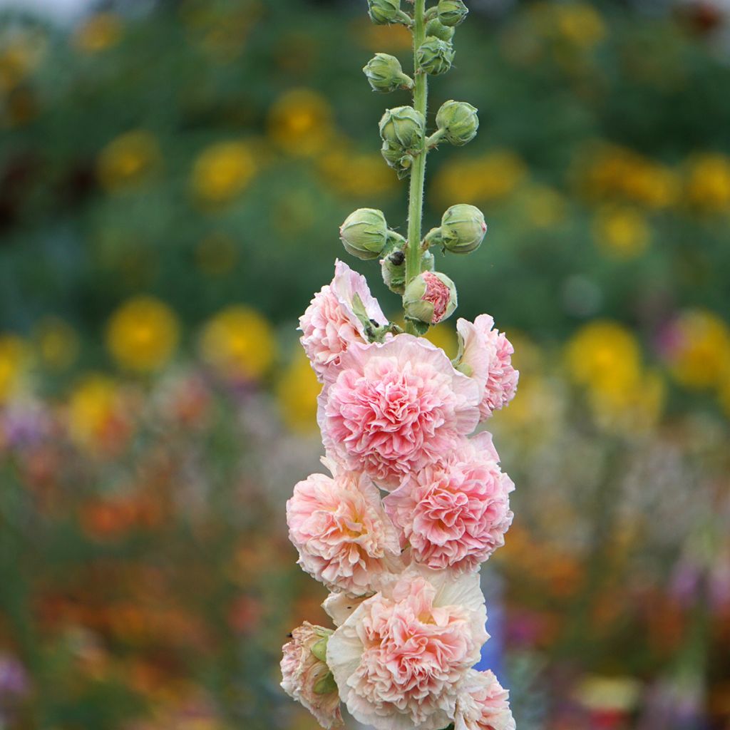 Alcea rosea Chater's Double Salmon - Gewöhnliche Stockrose