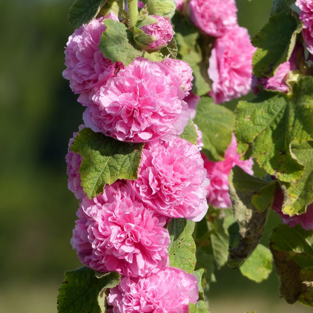  Alcea rosea Chater's Double Rose-Pink (Samen) - Gewöhnliche Stockrose