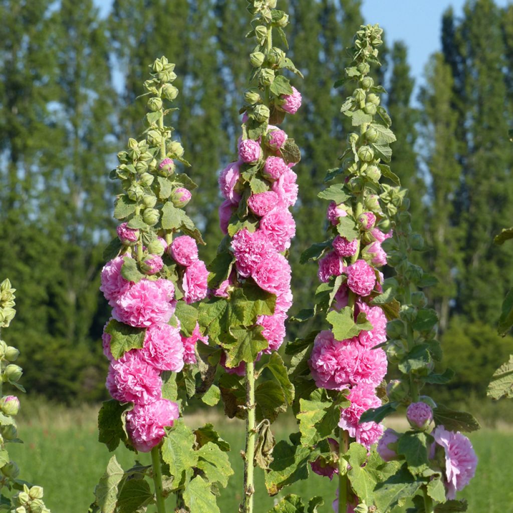  Alcea rosea Chater's Double Rose-Pink (Samen) - Gewöhnliche Stockrose