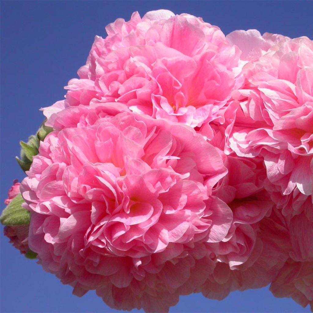 Alcea rosea Chater's Double Rose - Gewöhnliche Stockrose